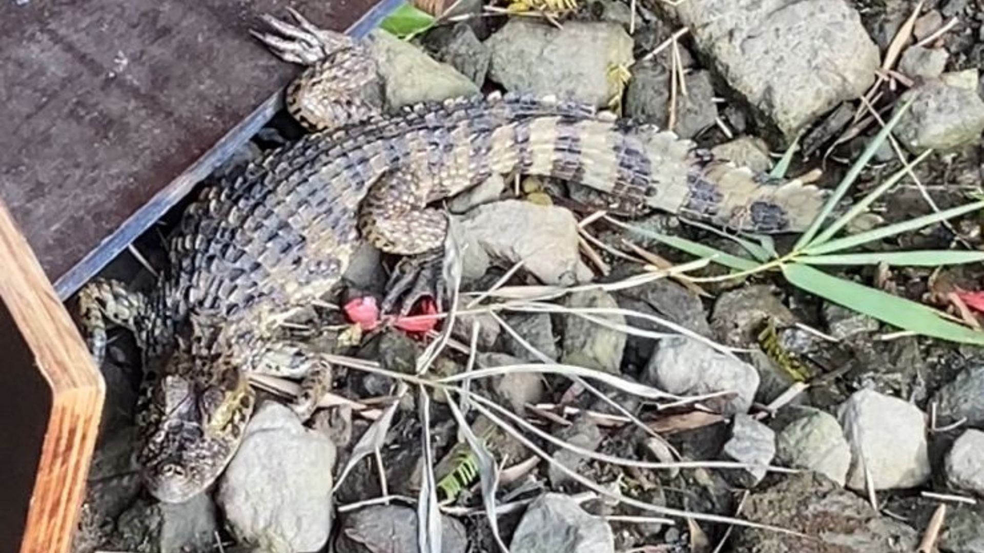 Animal havia sido resgatado em Praia Grande e passou por um período de reabilitação - Divulgação/Prefeitura de Guarujá 