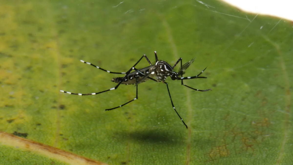 Fenômeno acelera a proliferação de mosquitos transmissores de doenças - Raquel Portugal e Rodrigo Méxas/Fundação Oswaldo Cruz