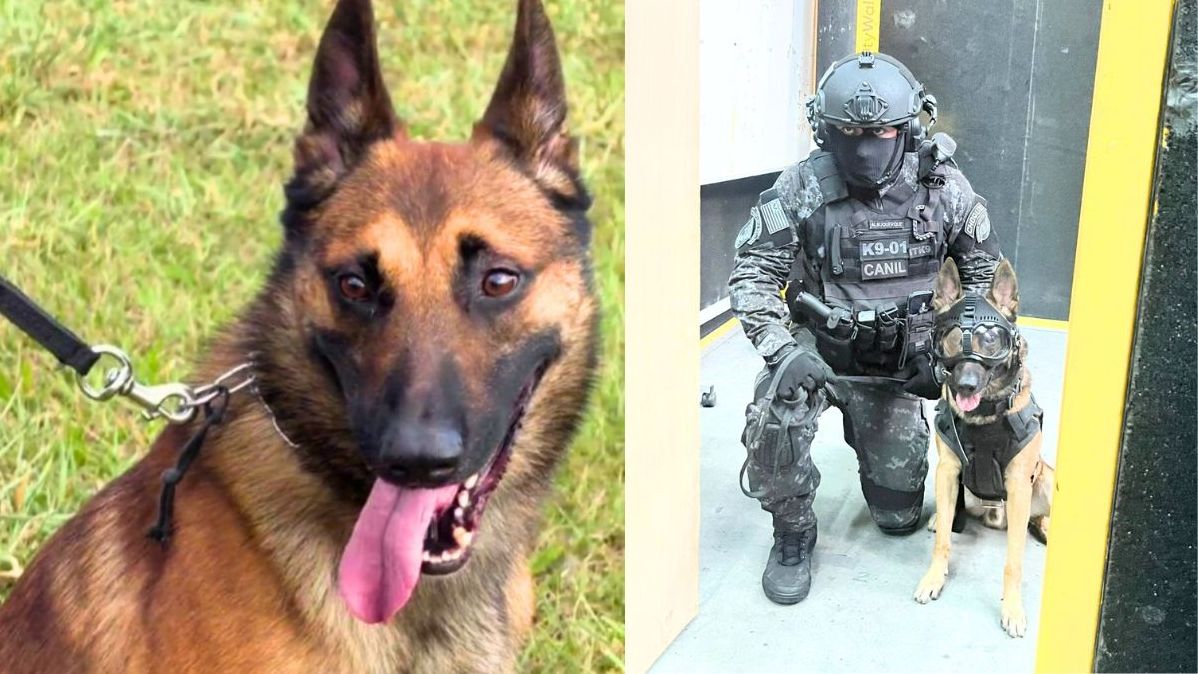 Cão Coyote e tutor
