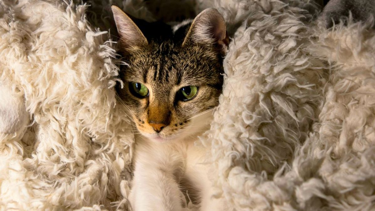 Gato com cobertor