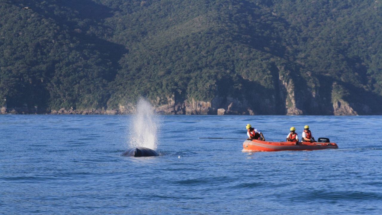 Baleia-jubarte fica presa em petrechos de pesca é parcialmente resgatada em Ilhabela