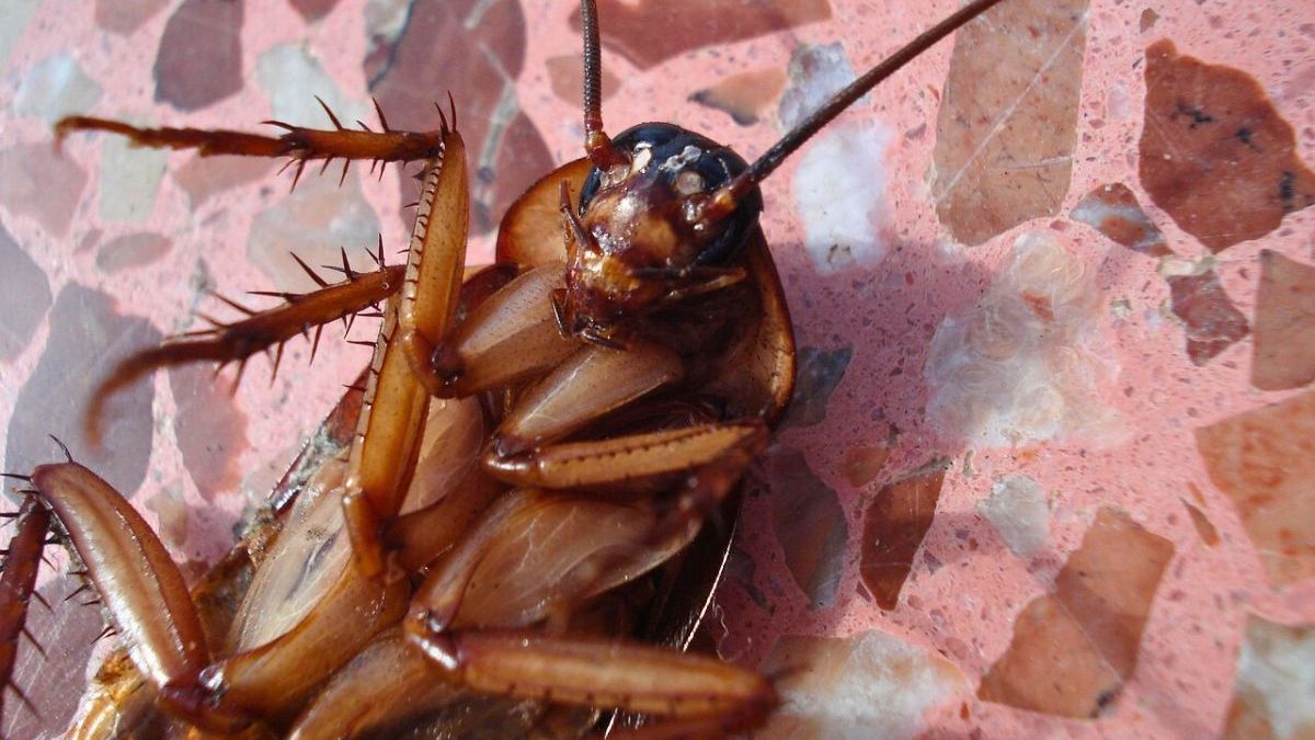 Barata