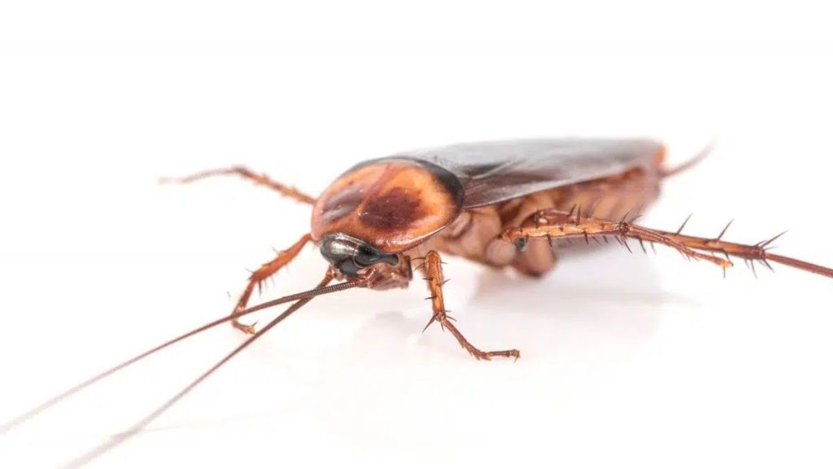 Barata