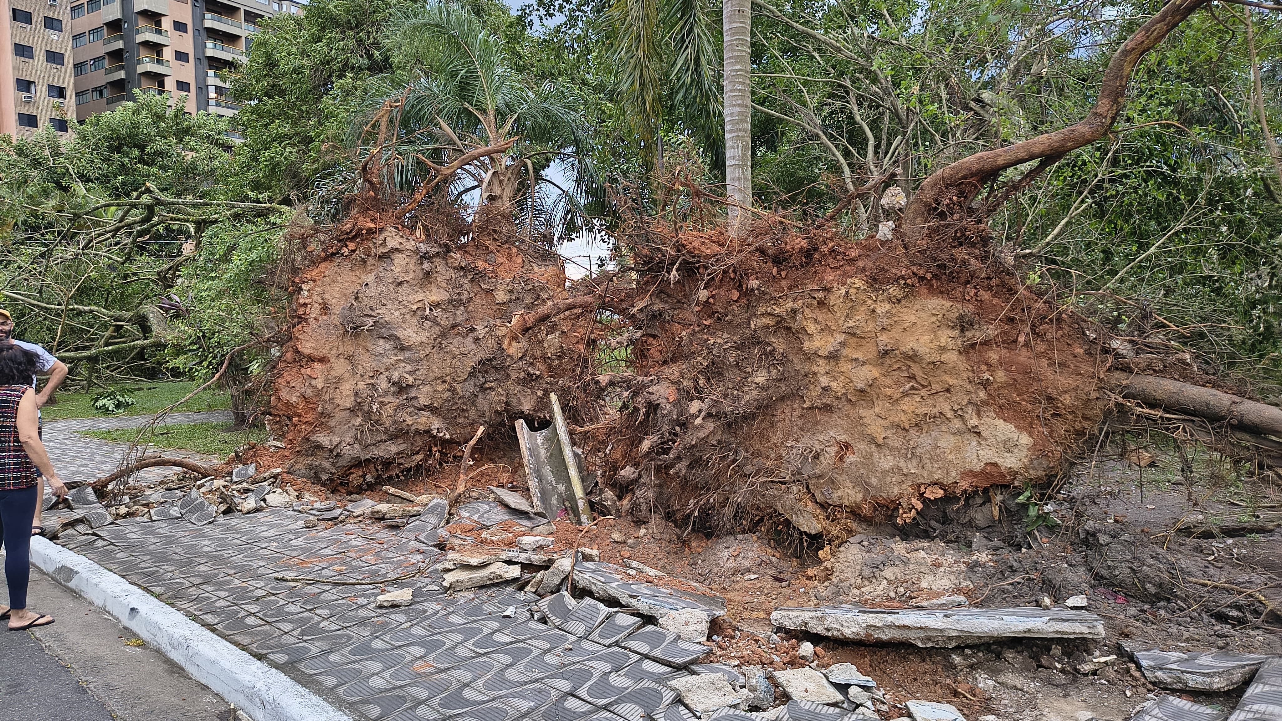 Árvores caídas em Praia Grande