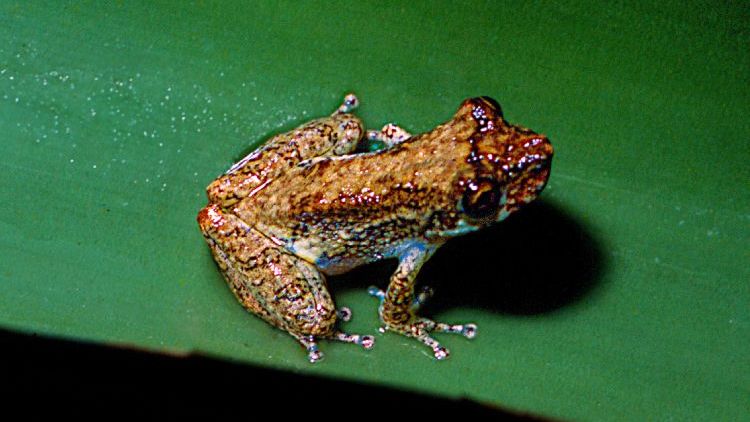 Sapo Scinax peixotoi 