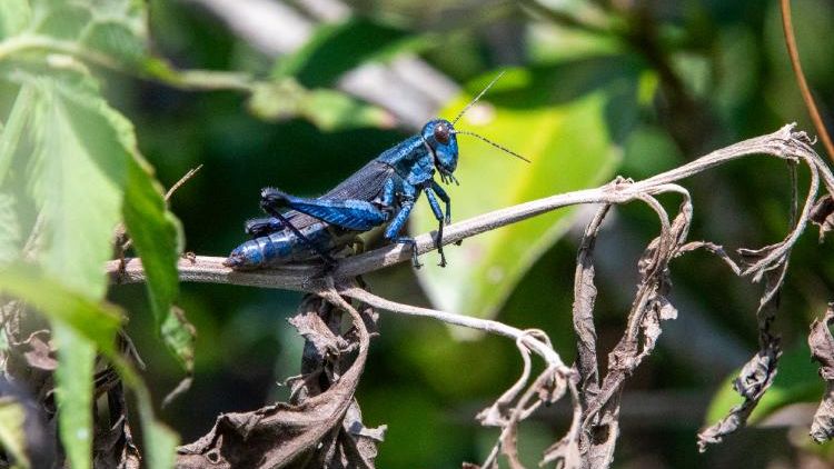 Gafanhoto azul