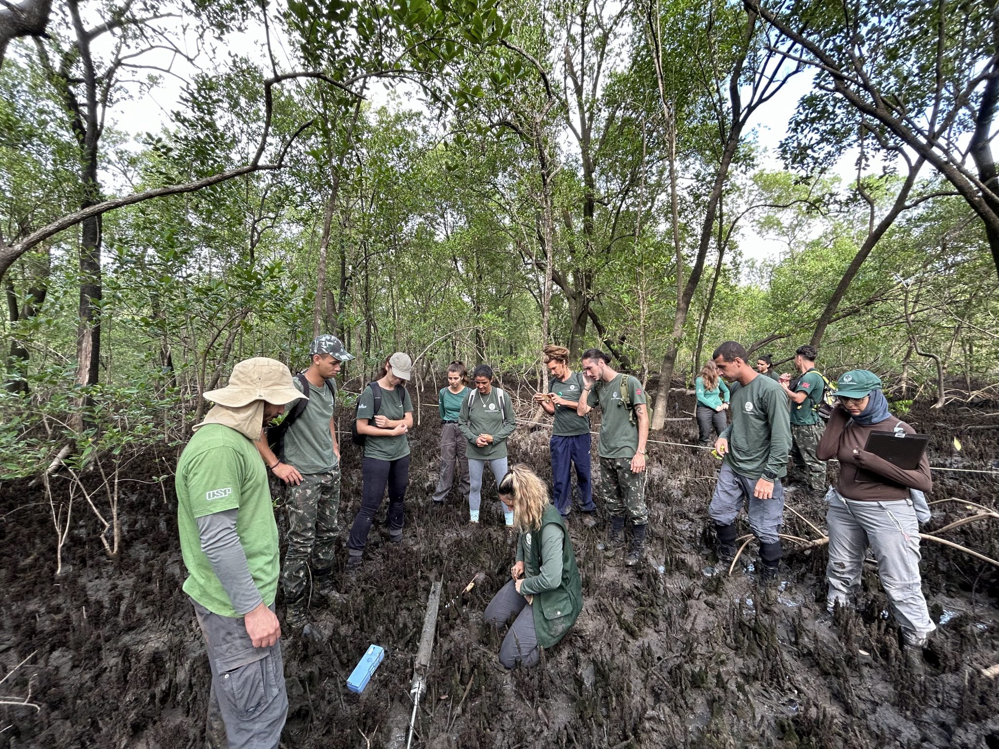 Pesquisadores da USP vão analisar manguezais paulistas | Reprodução/Fundação Florestal