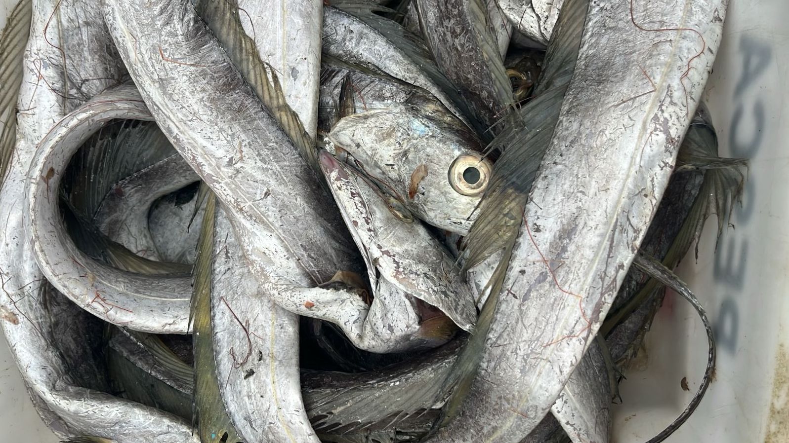 Pescados