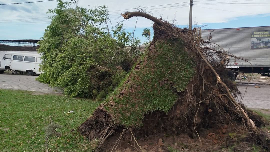 Árvore caída em São Vicente
