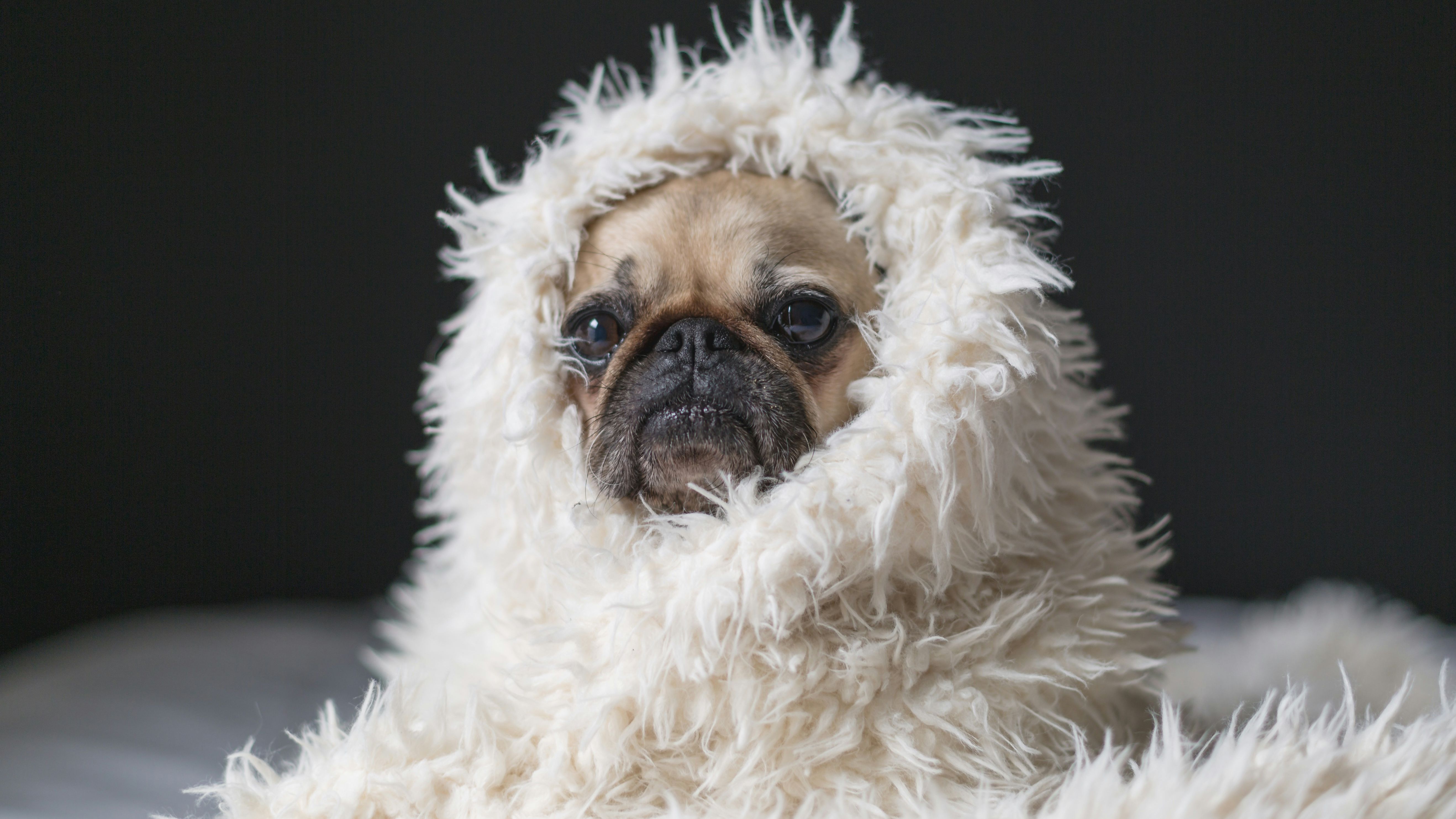 Cachorro com coberta