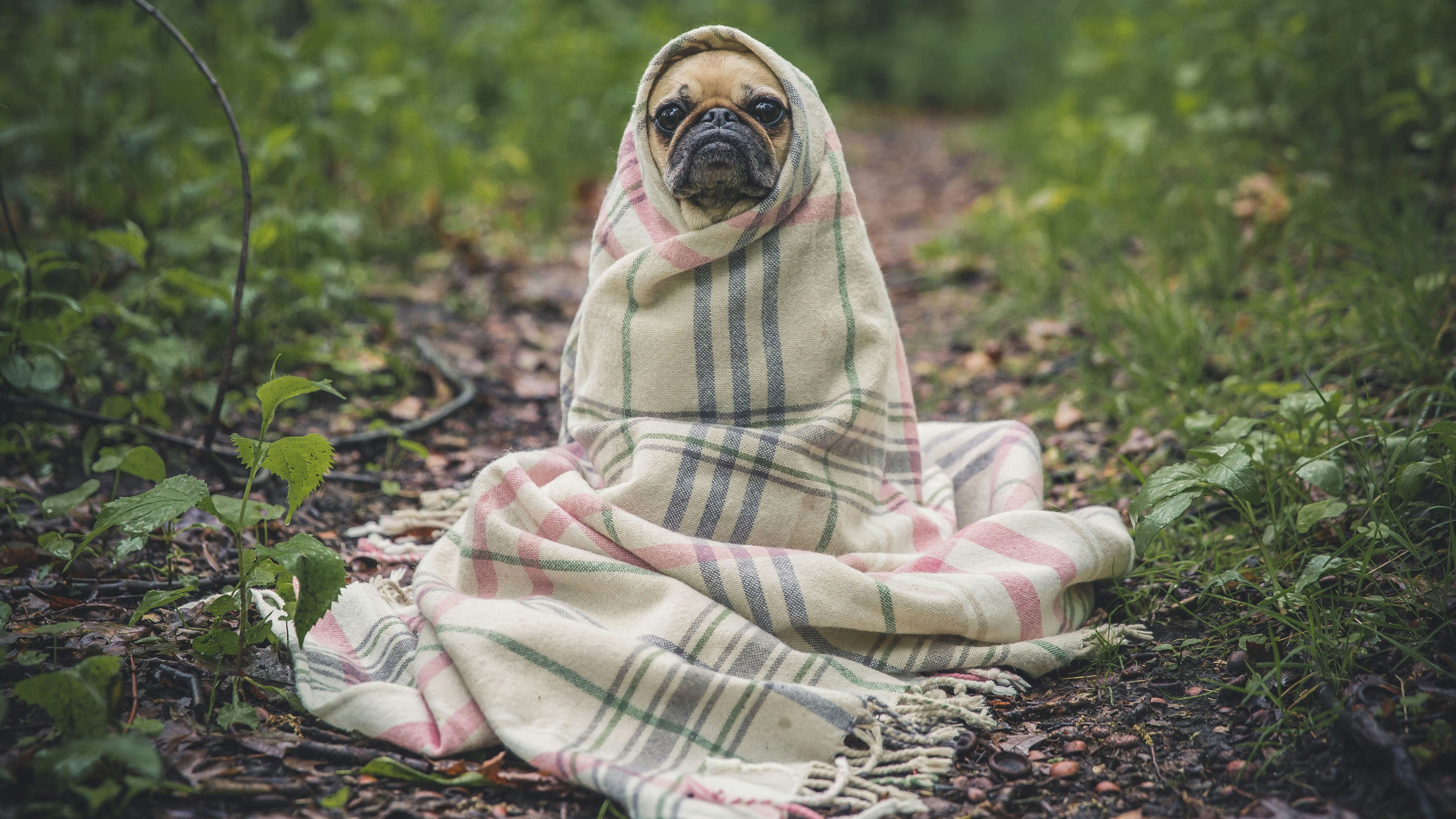 Cachorro com cobertor