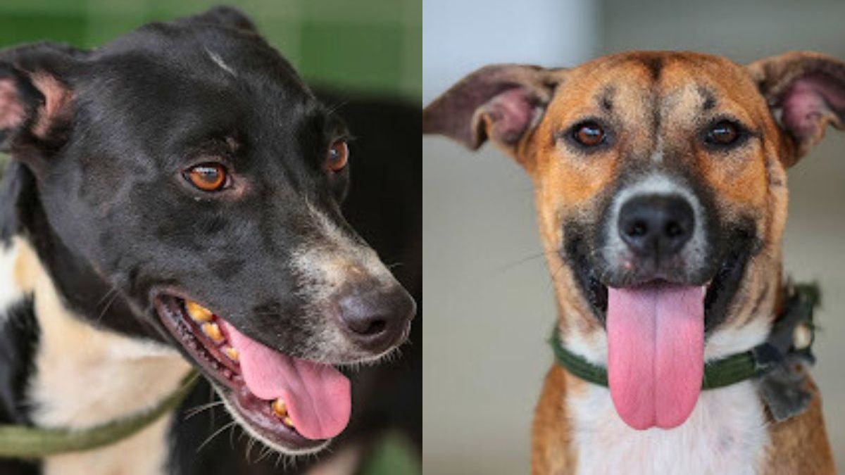 Cães para adoção em PG