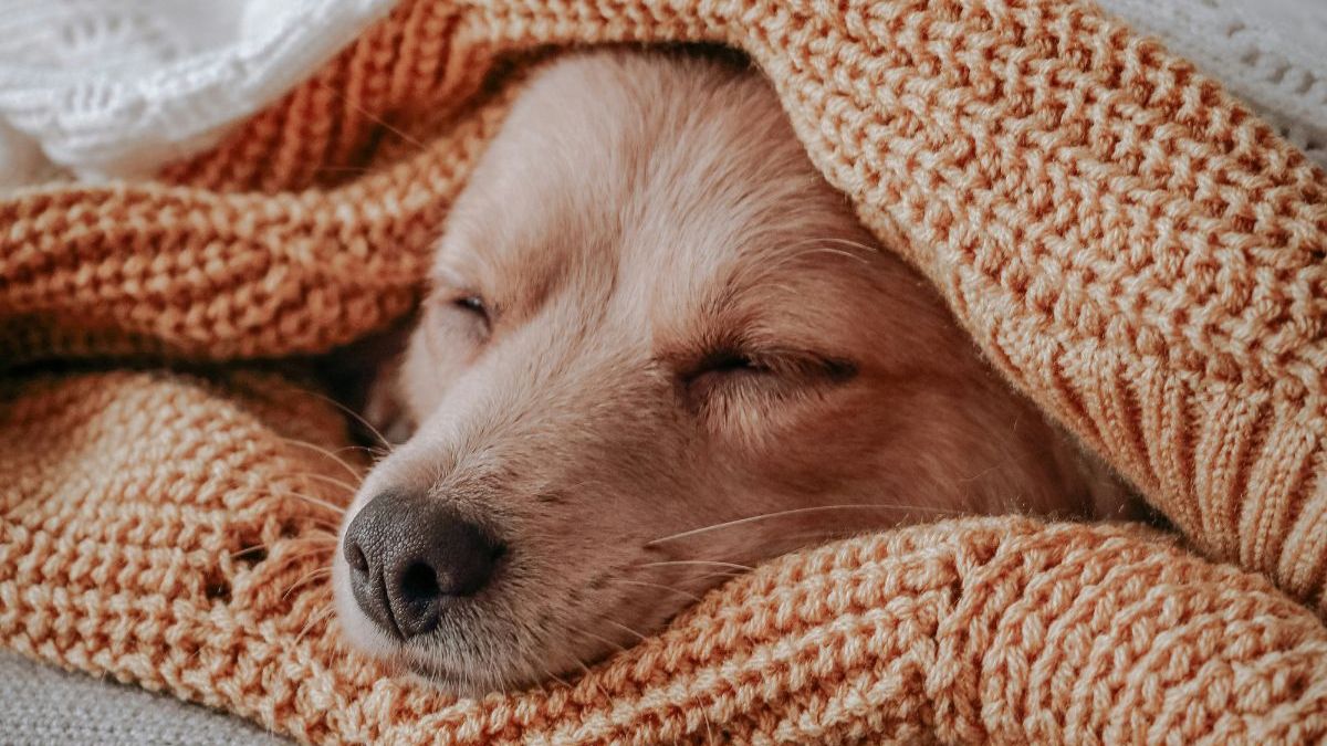 Cachorro com cobertor