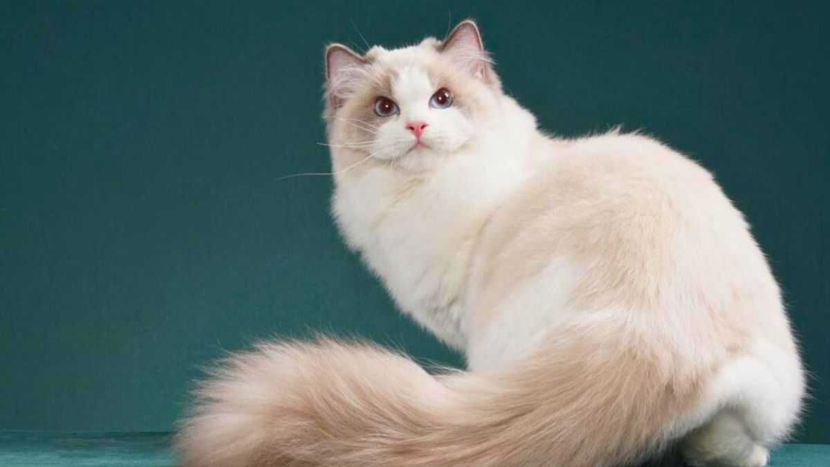 Gato