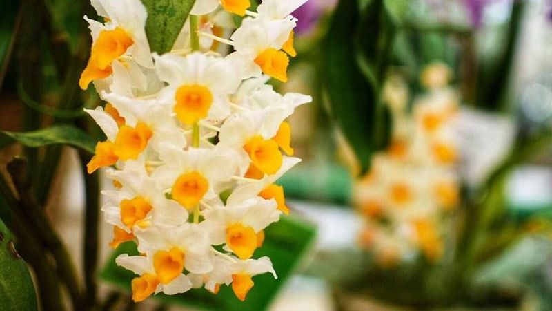 Orquídea branca e amarela