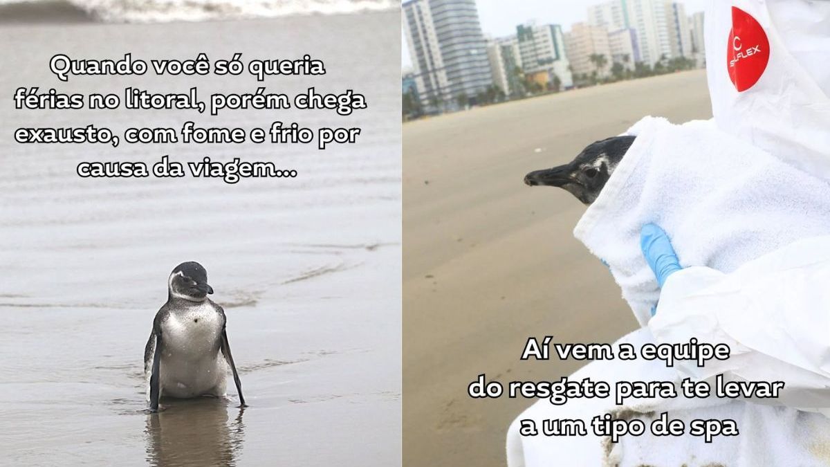 Pinguins
