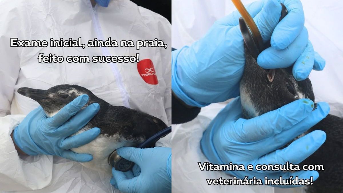 Pinguim