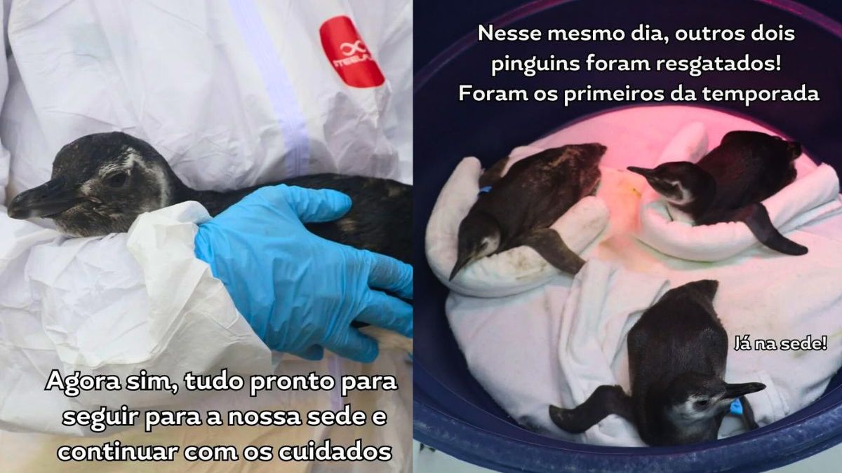 Pinguins