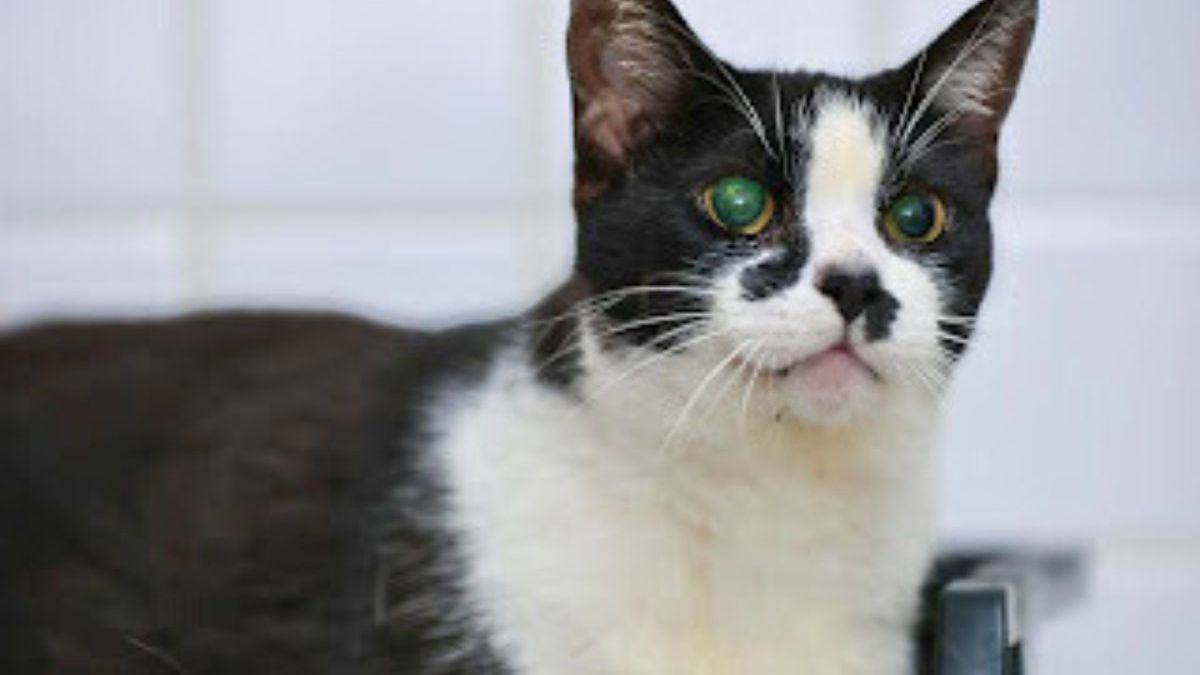 Gata para adoção em PG