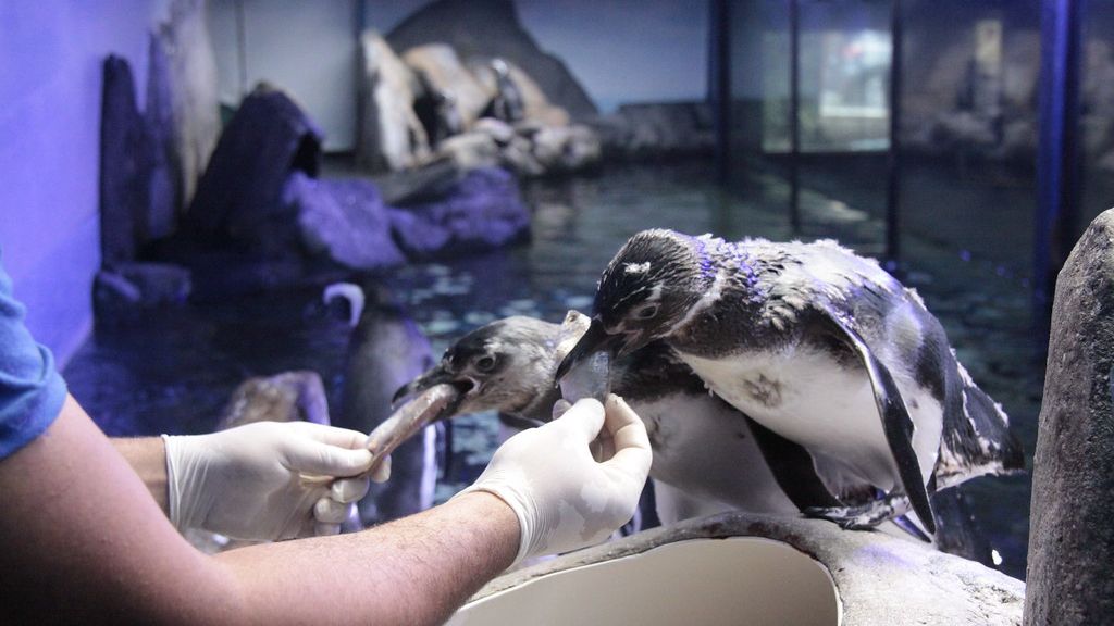 pinguins