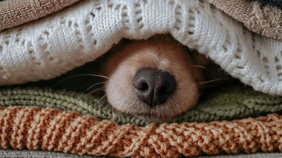 Cachorro embaixo de cobertores