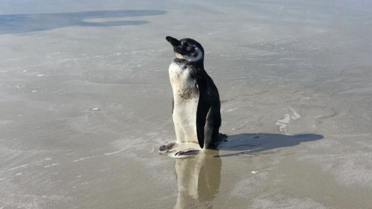 Pinguim