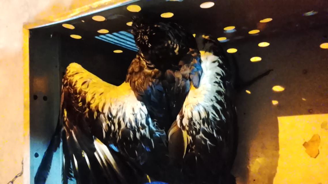 Anhuma encontrada na Riviera | Reprodução