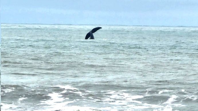 Baleia em Praia Grande