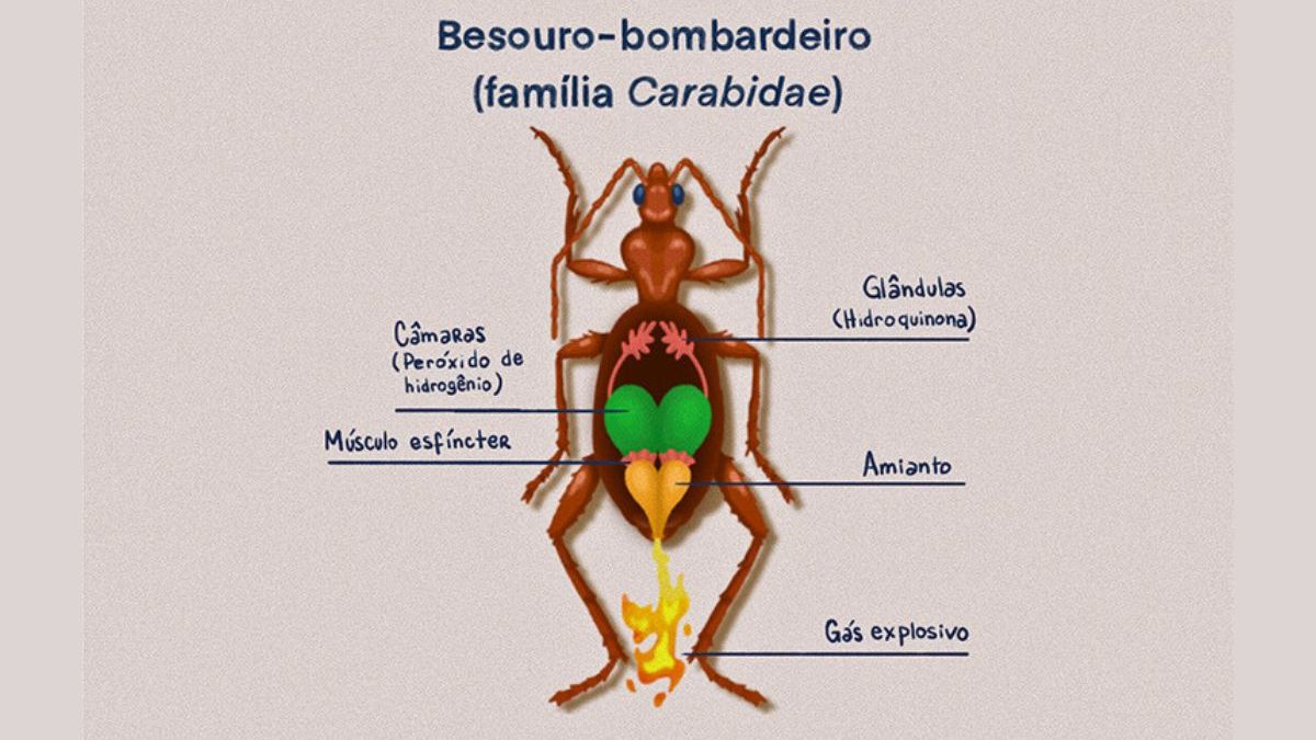 Besouro-bombardeiro