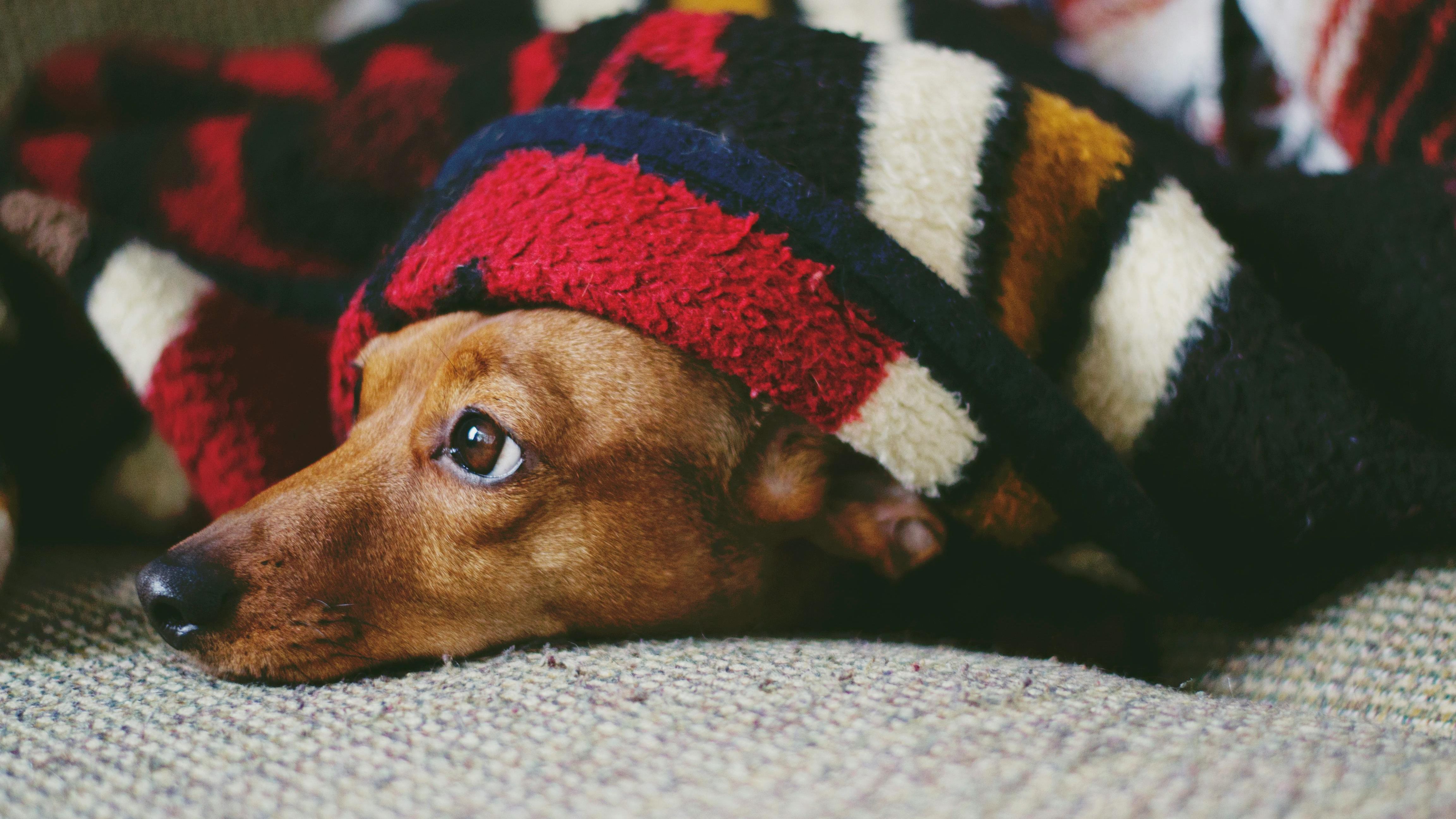 Cachorro com cobertor