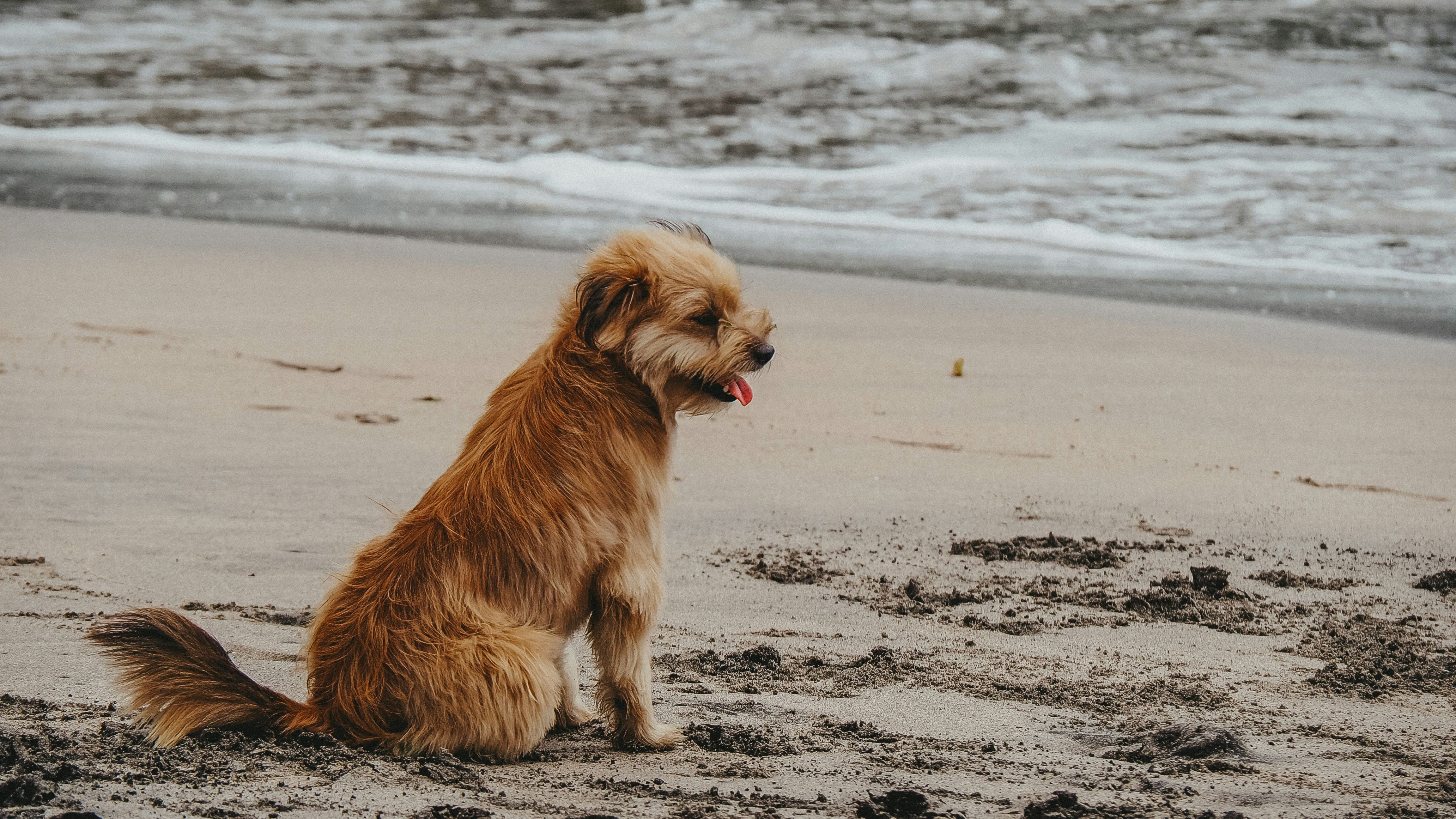 Cachorro na praia