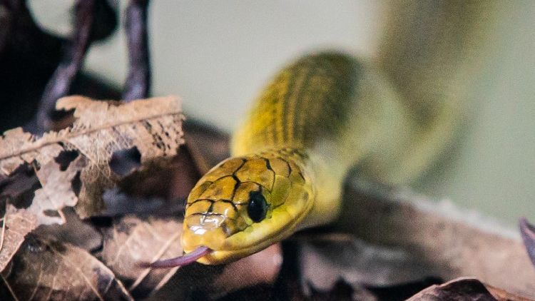 Cobra d'água
