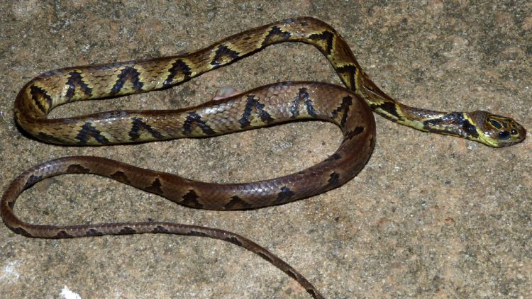 Cobra dormideira