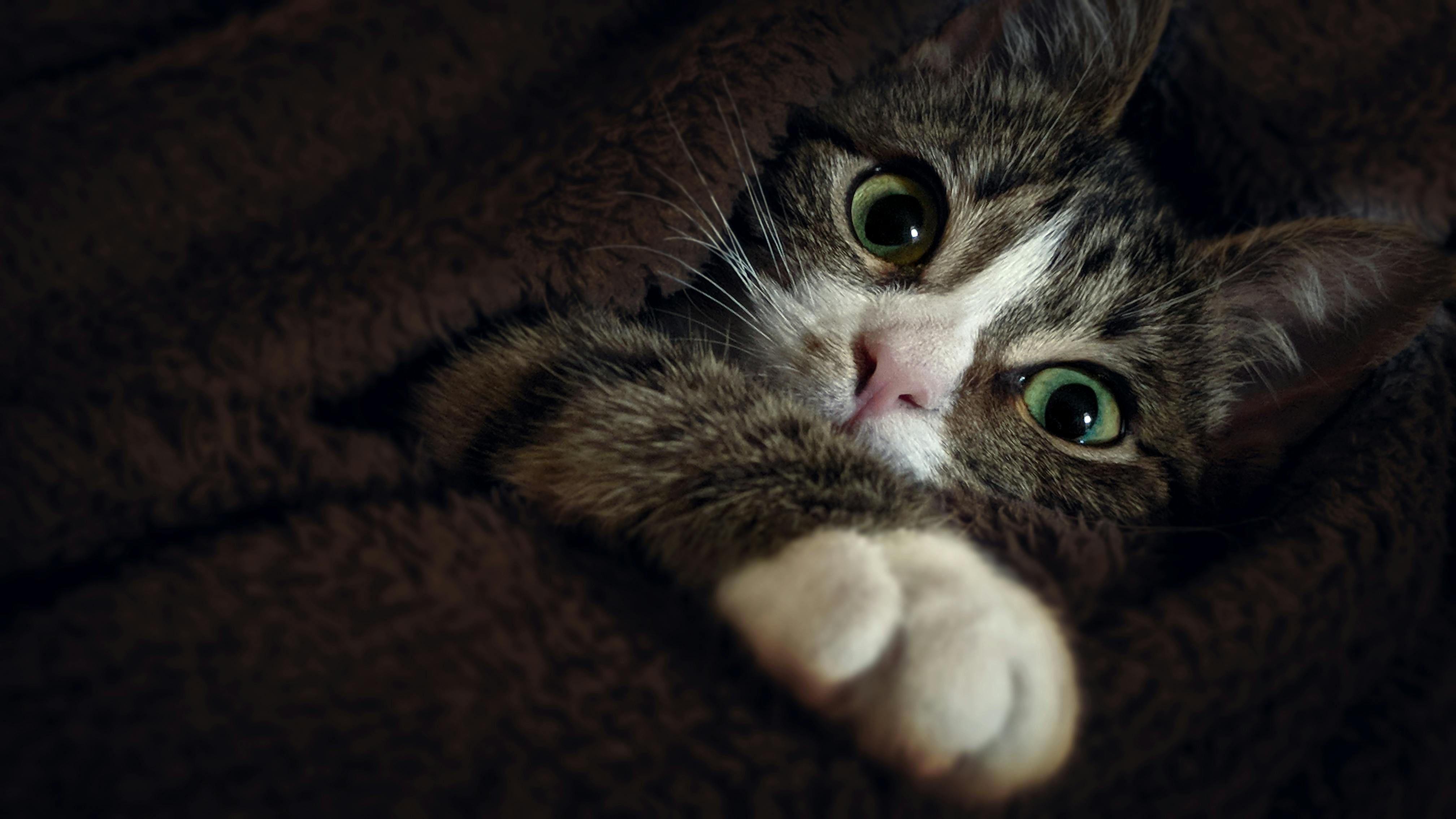 Gato com cobertor