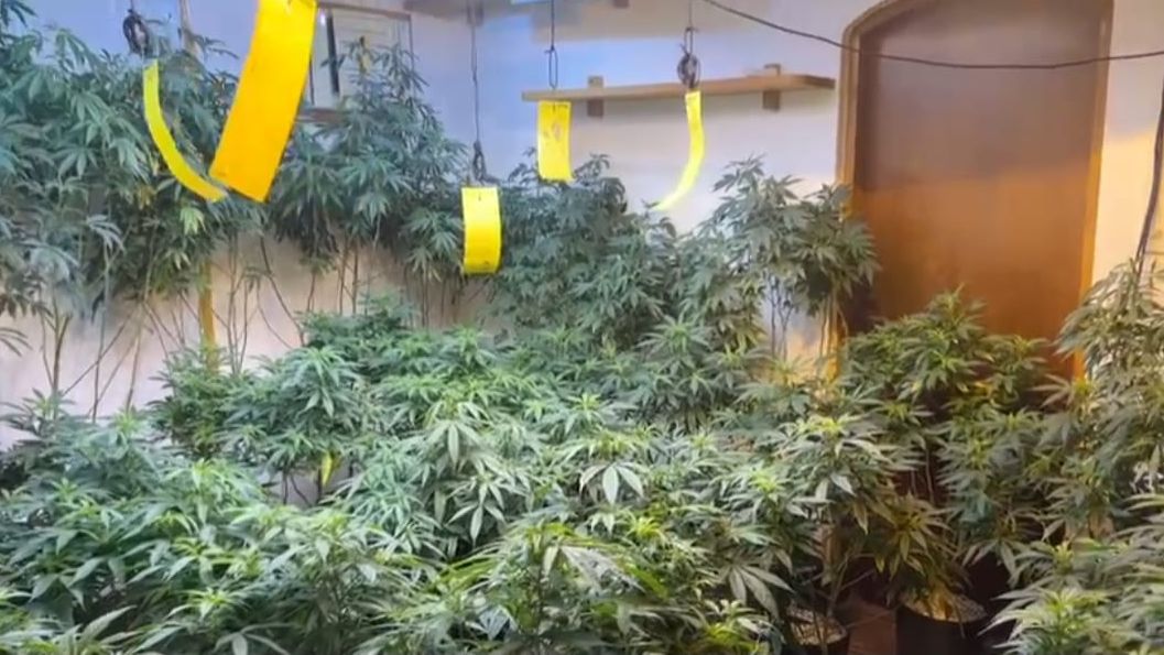 Estufa de maconha