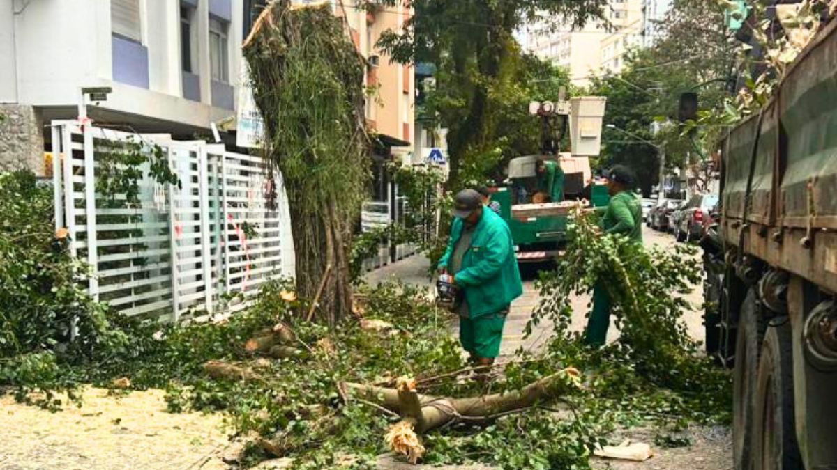 Queda de árvore em Santos