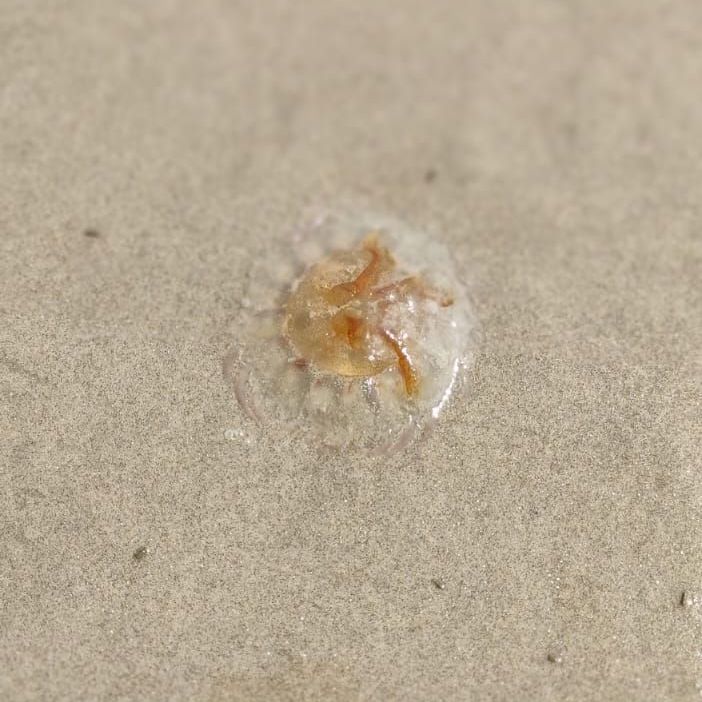 Águas-vivas foram avistadas na faixa de areia e próximas à beira do mar - Foto: Mirian Araujo