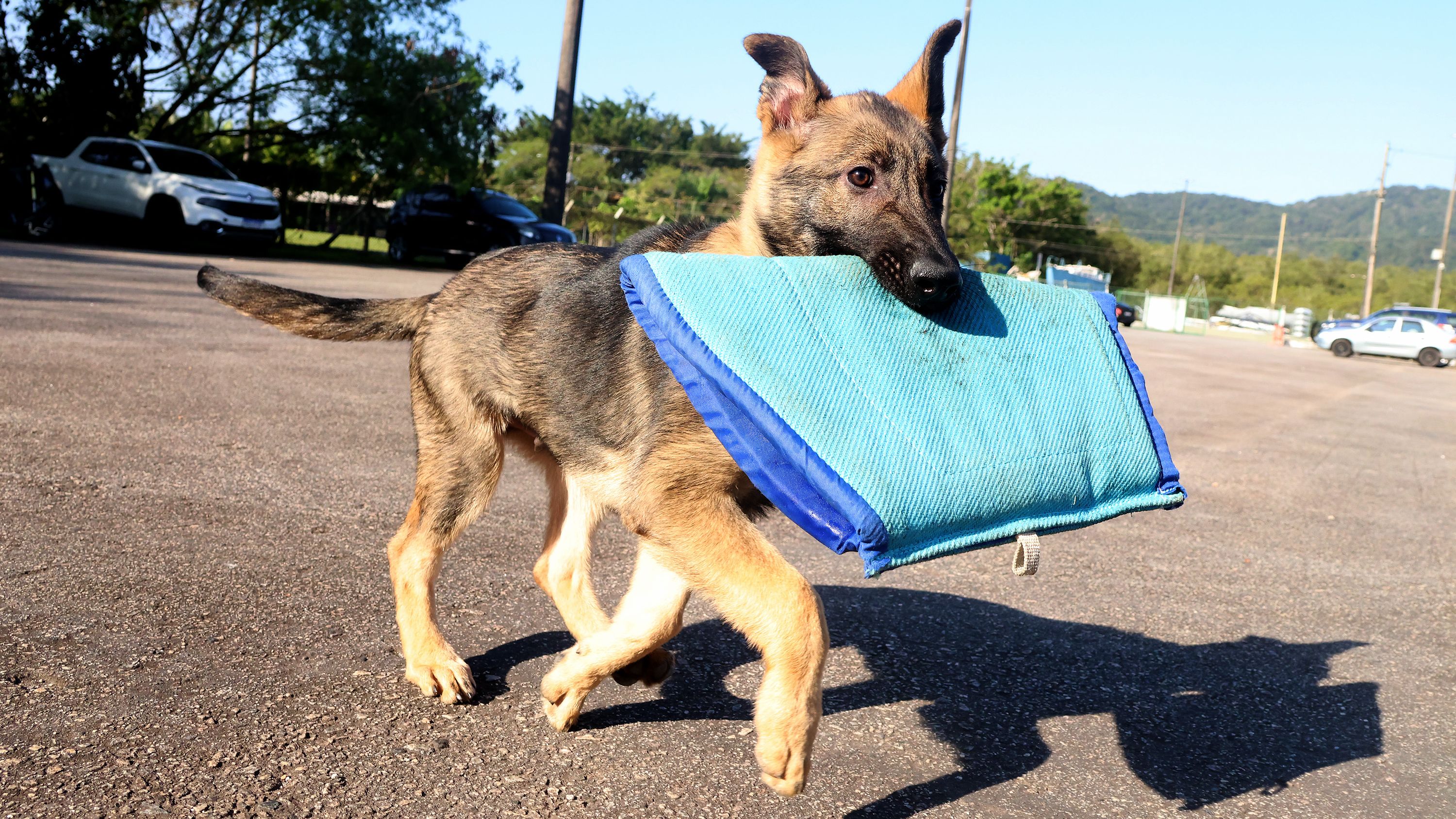 Cão GCM de Praia Grande