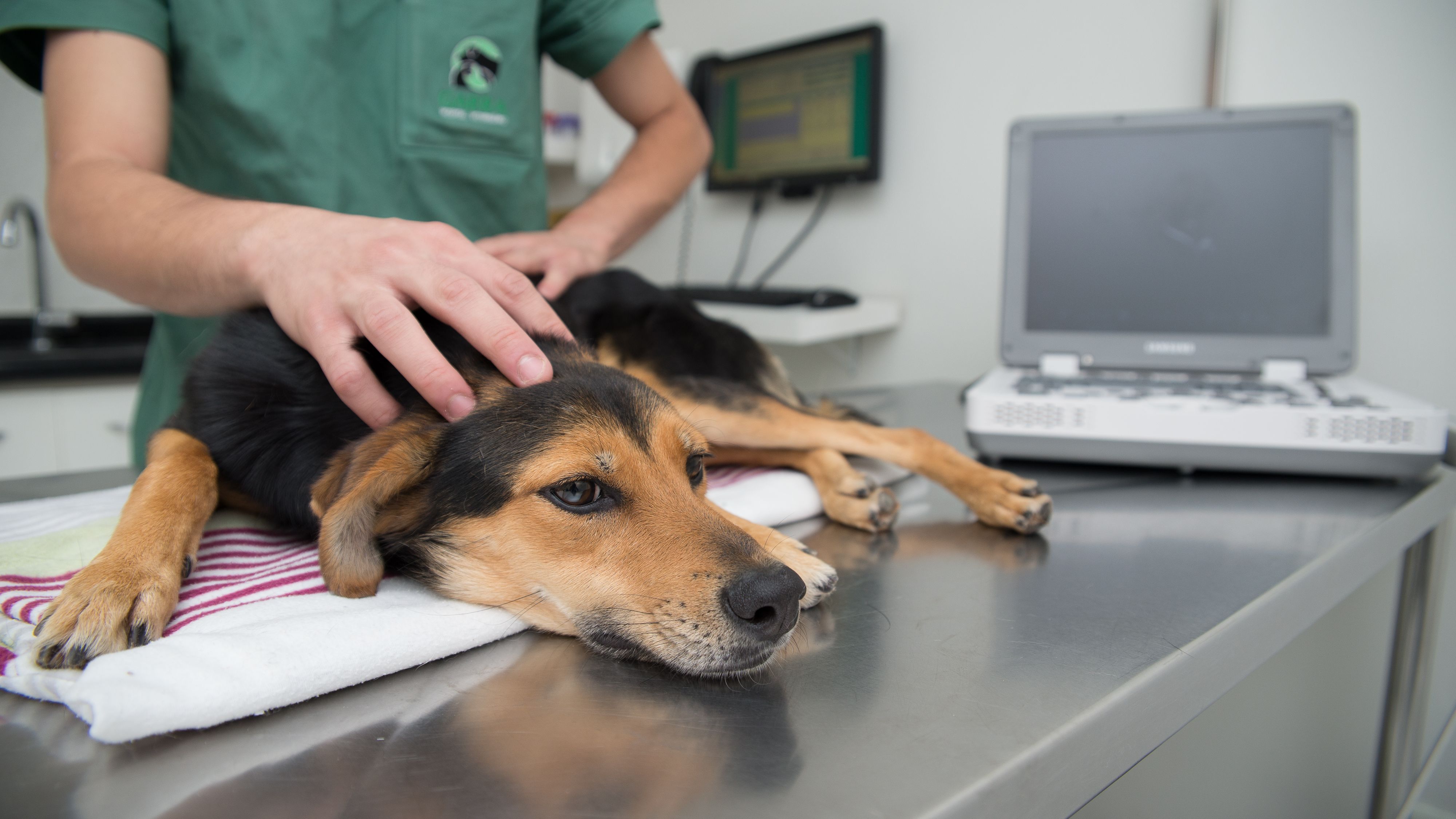 Cão no veterinário