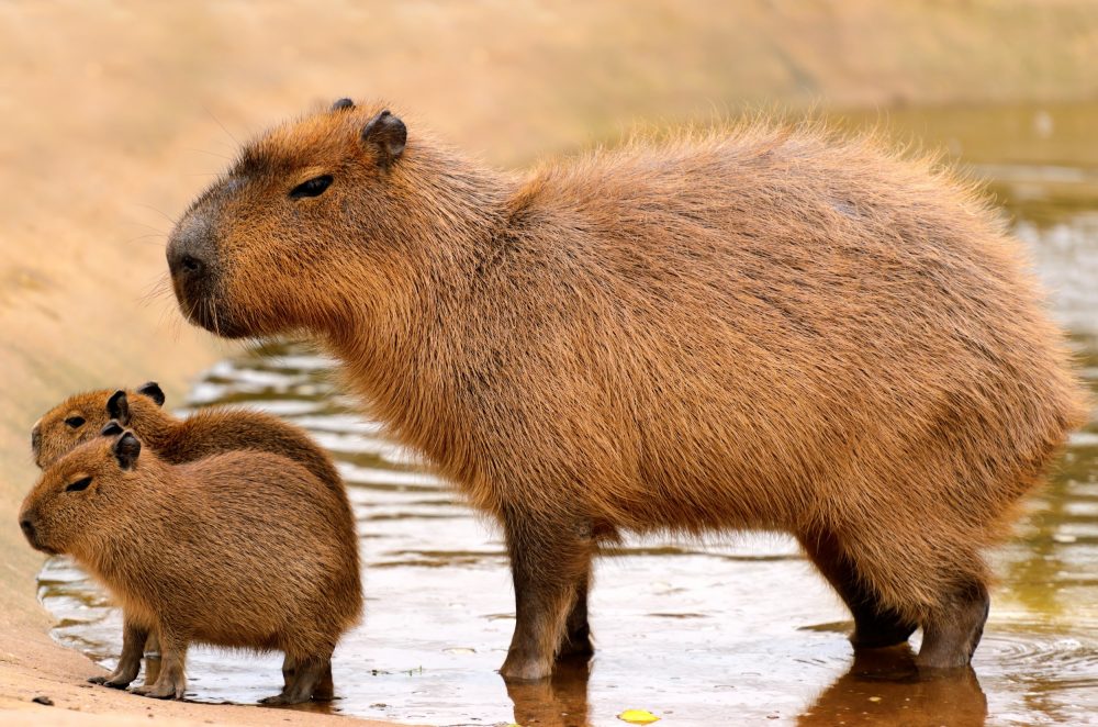 capivara