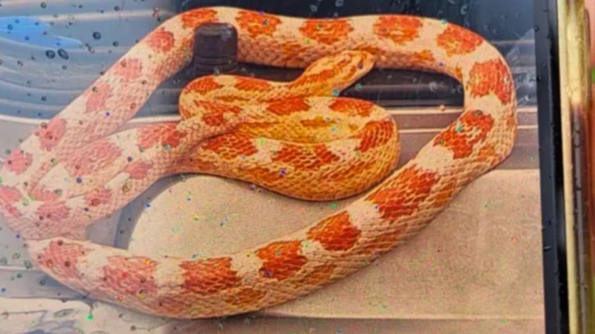 Corn Snake em Praia Grande