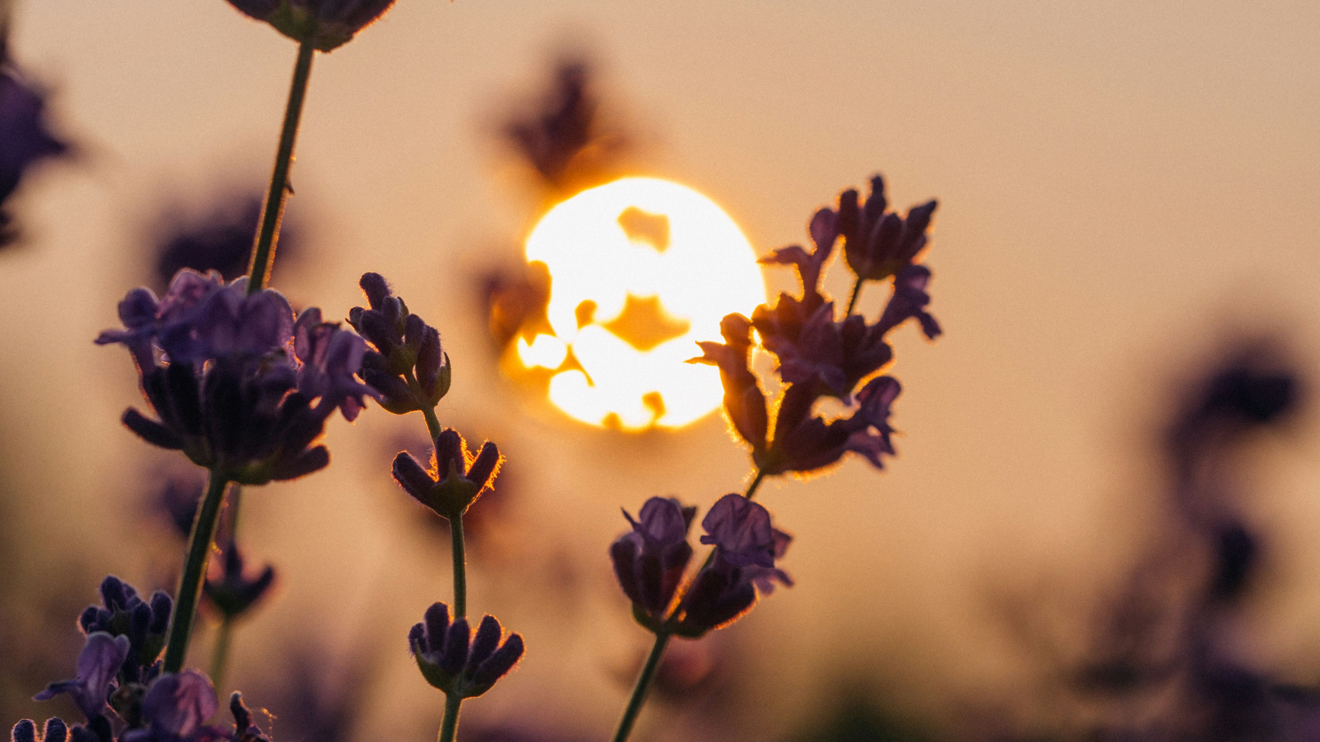 Sol e flores