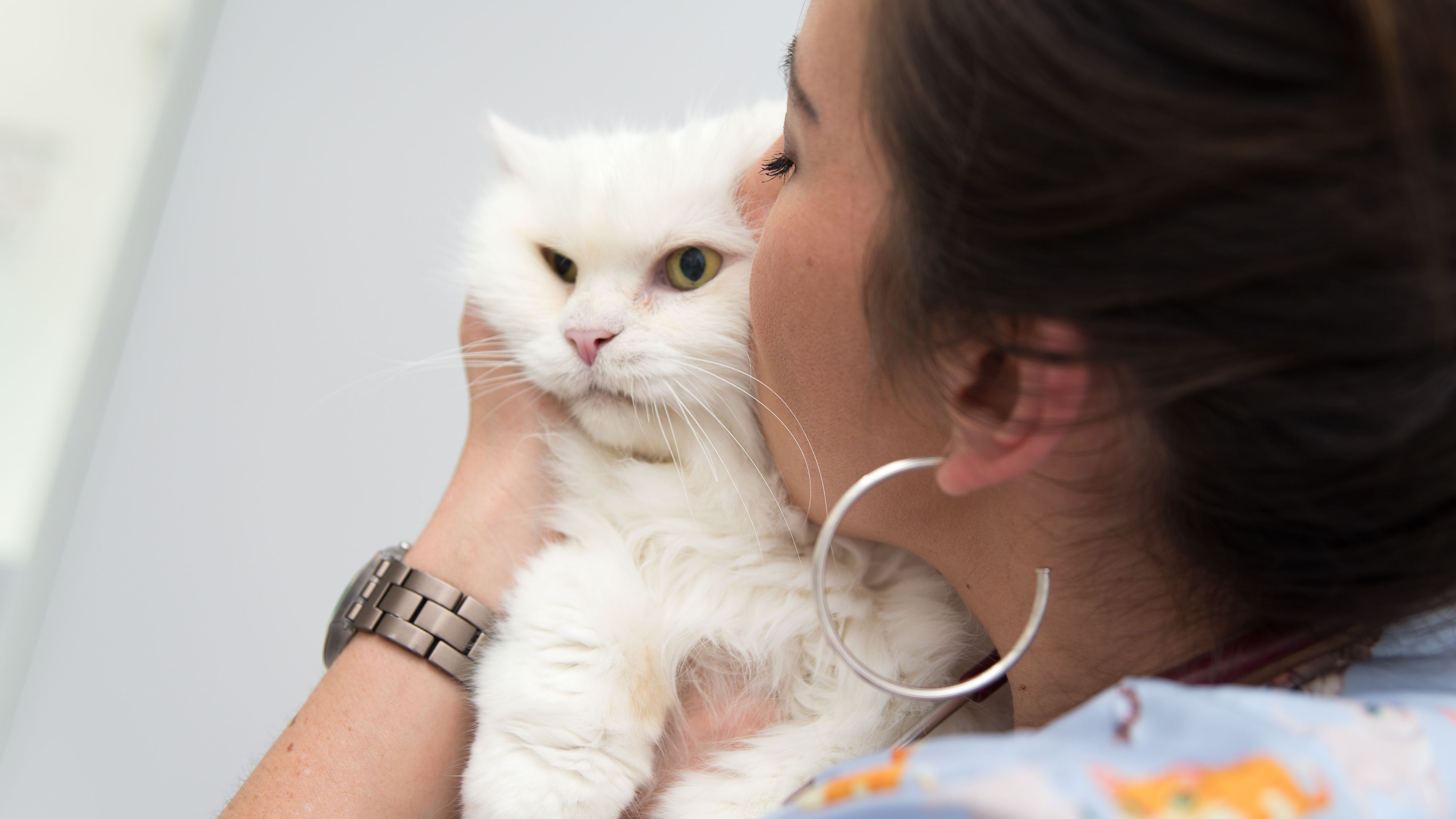 Gato com tutora
