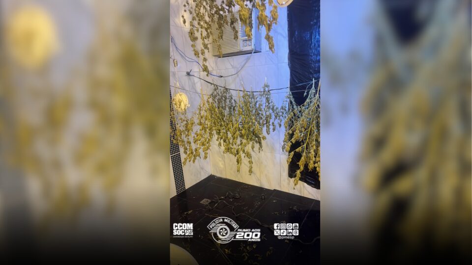 Homem é preso após denúncia apontar 107 mudas de maconha em Praia Grande