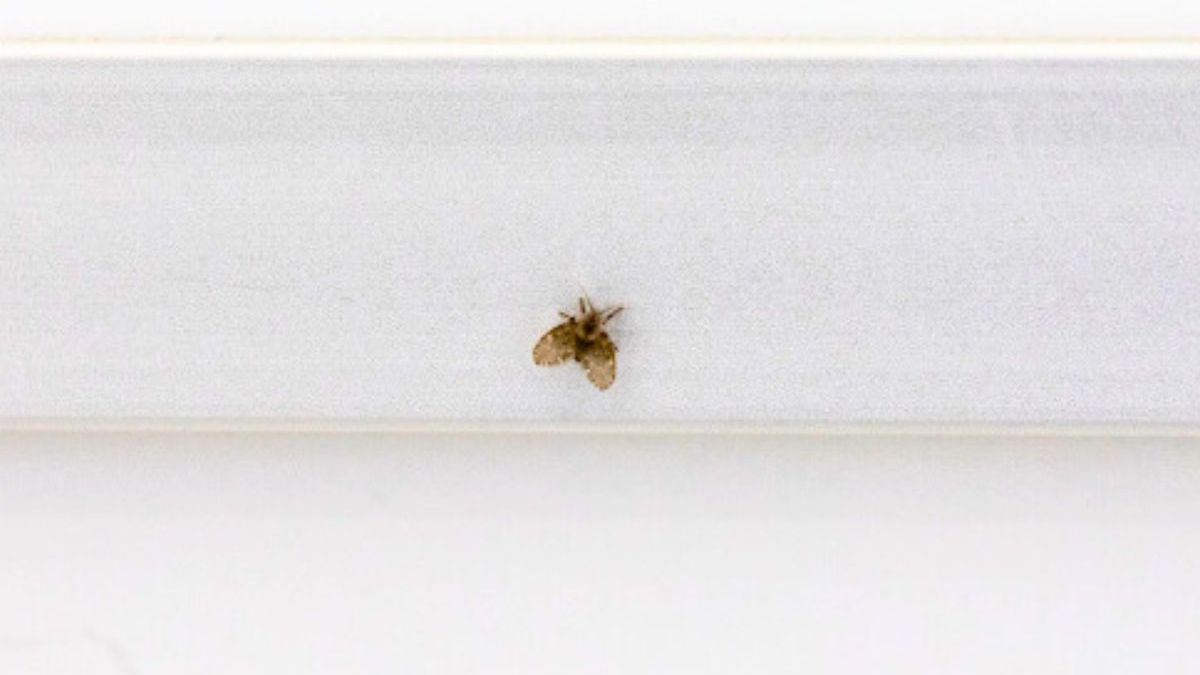 Mosca-do-banheiro