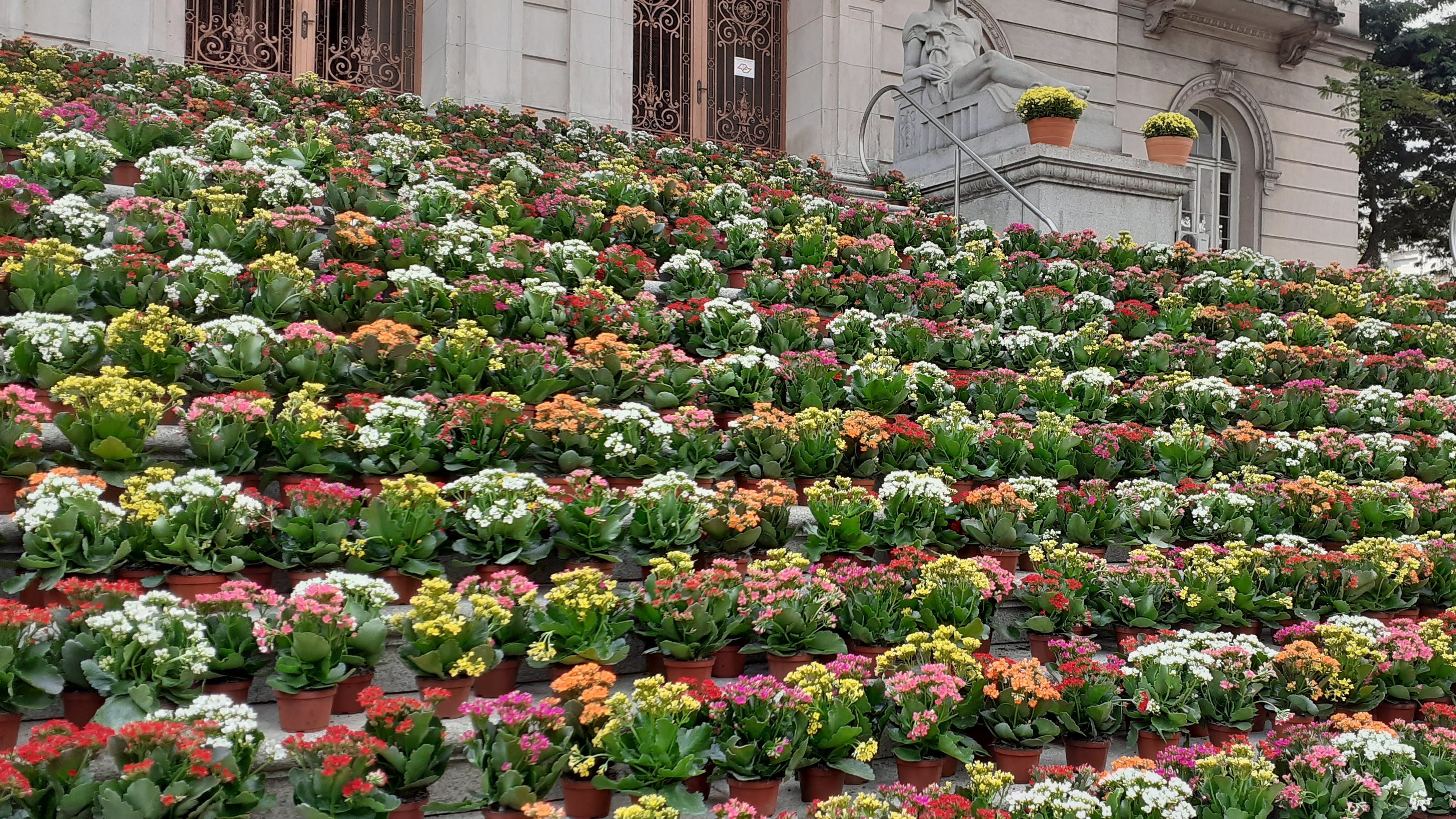Flores no Paço Municipal de Santos