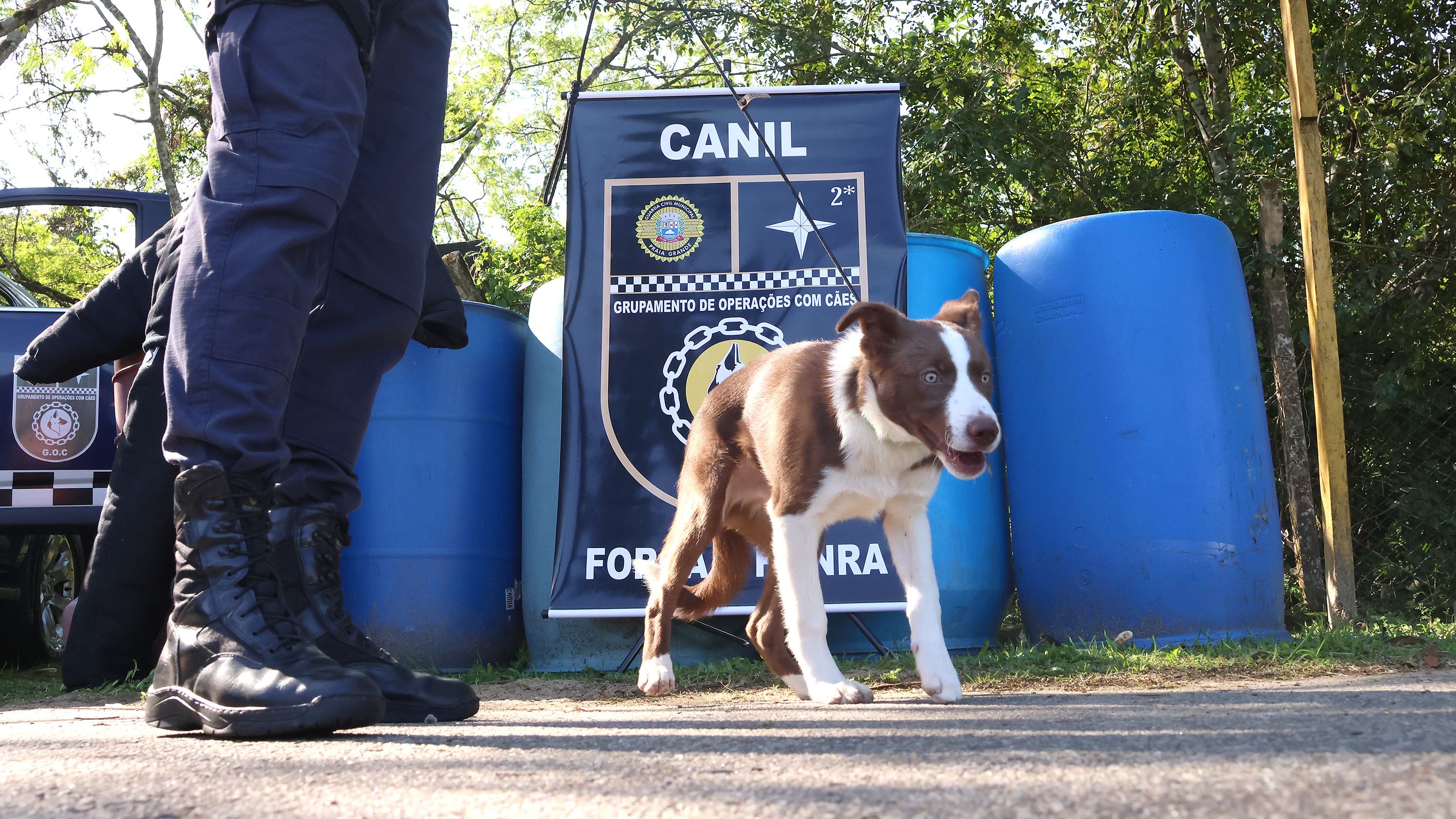Filhote de Border Collie