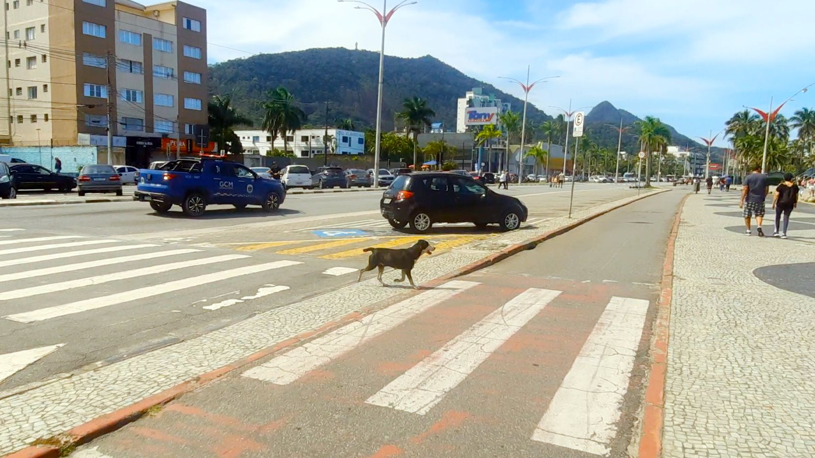 Até cães têm o hábito de atravessar na faixa de pedestres, em Caraguatatuba - Foto Reginaldo Pupo
