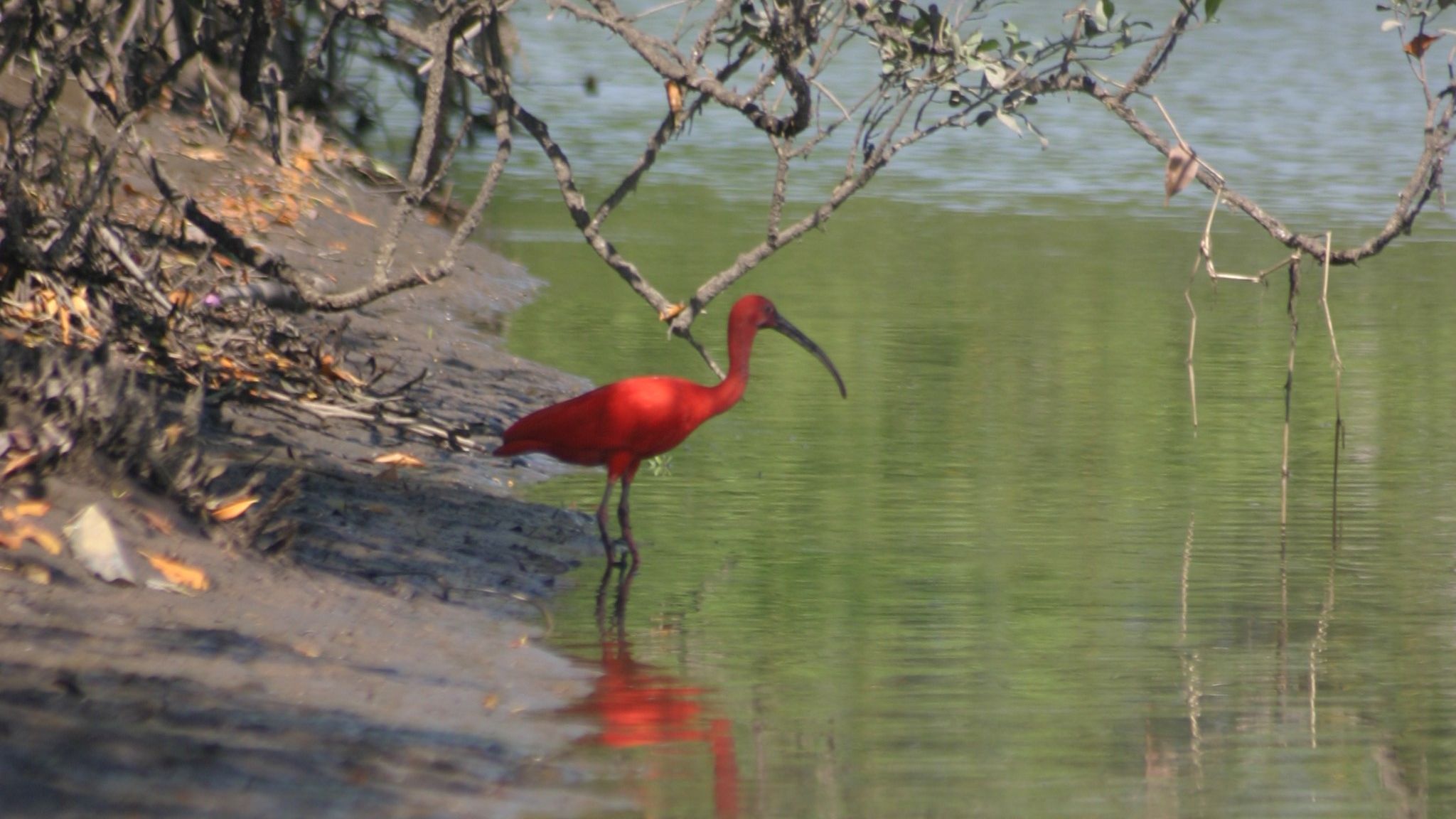 ave guará no mangue