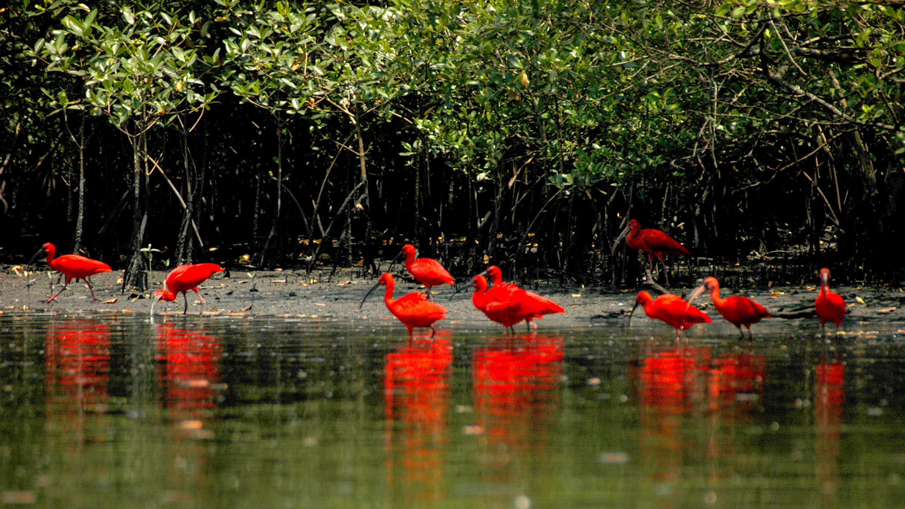 guarás pousados